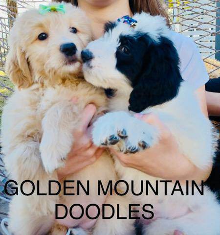 golden mountain doodle