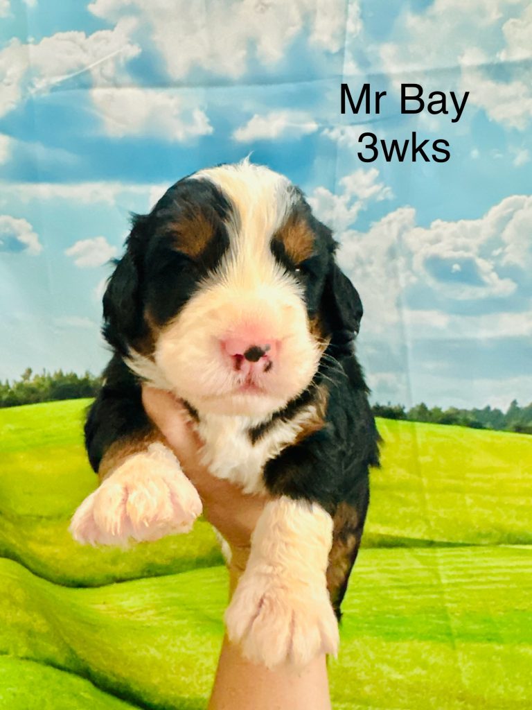 Bernedoodle