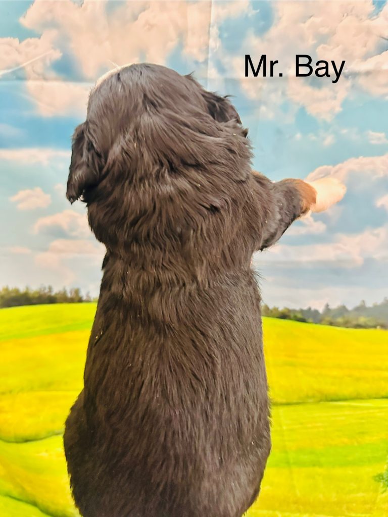Bernedoodle