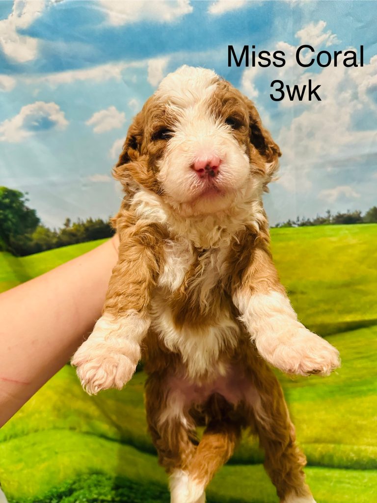 Bernedoodle puppy