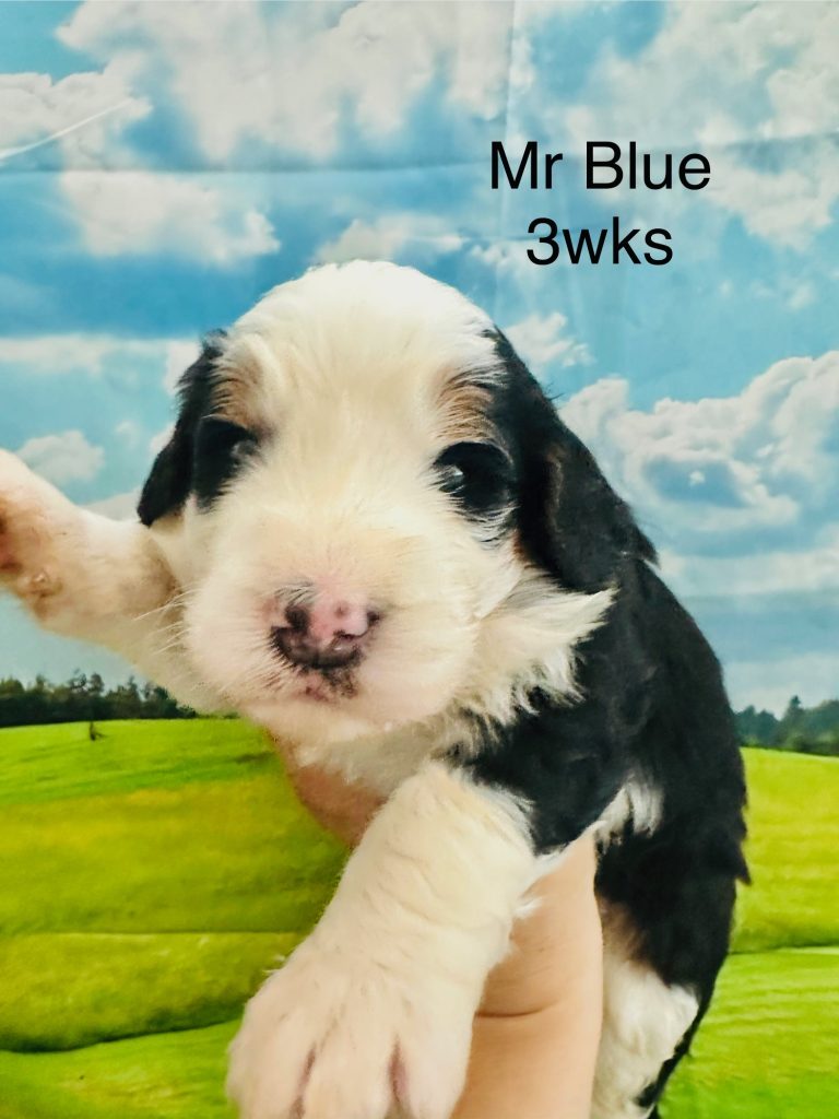 Bernedoodle puppy