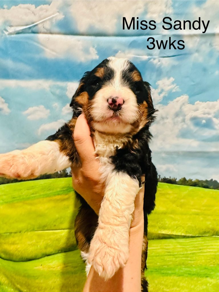 Bernedoodle puppy
