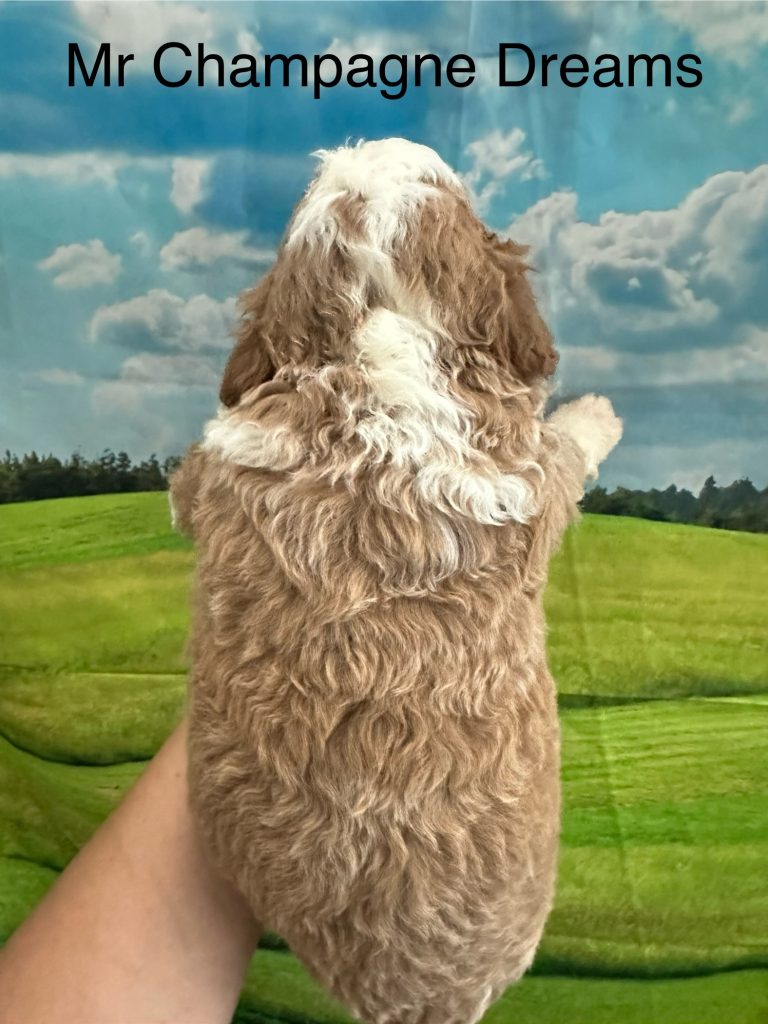 Bernedoodle puppy