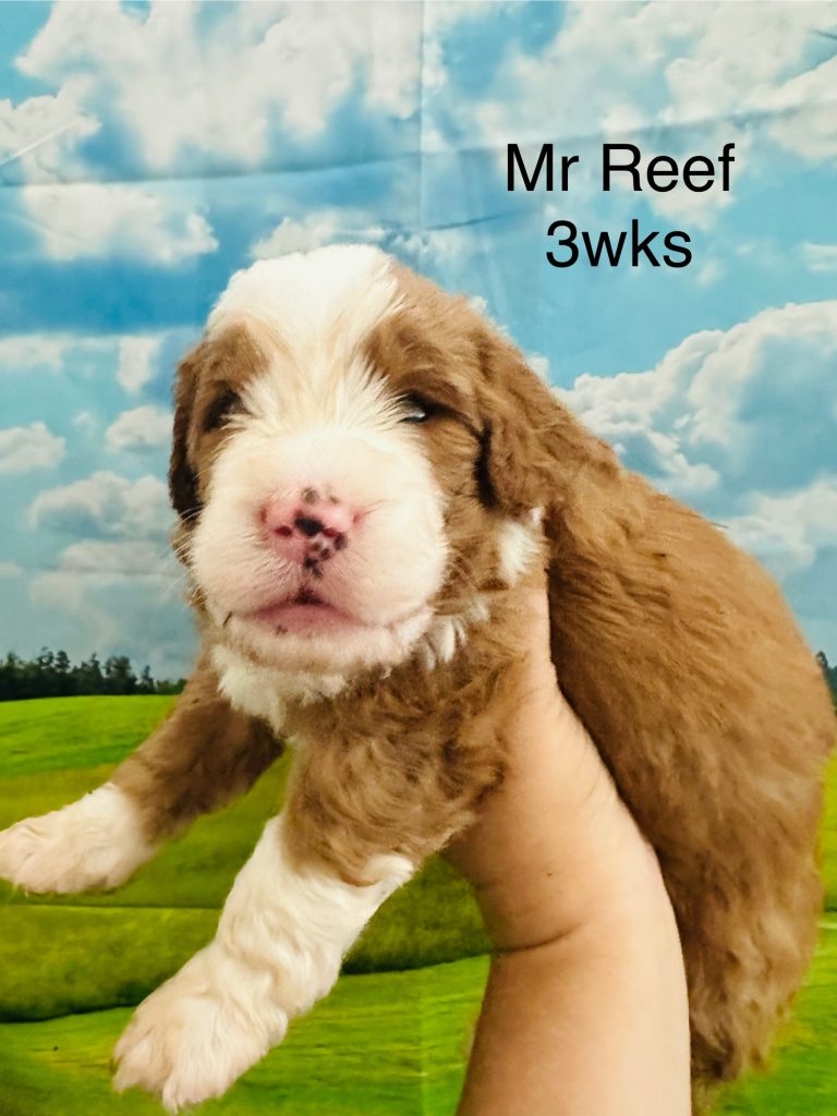 Bernedoodle puppy Sacramento