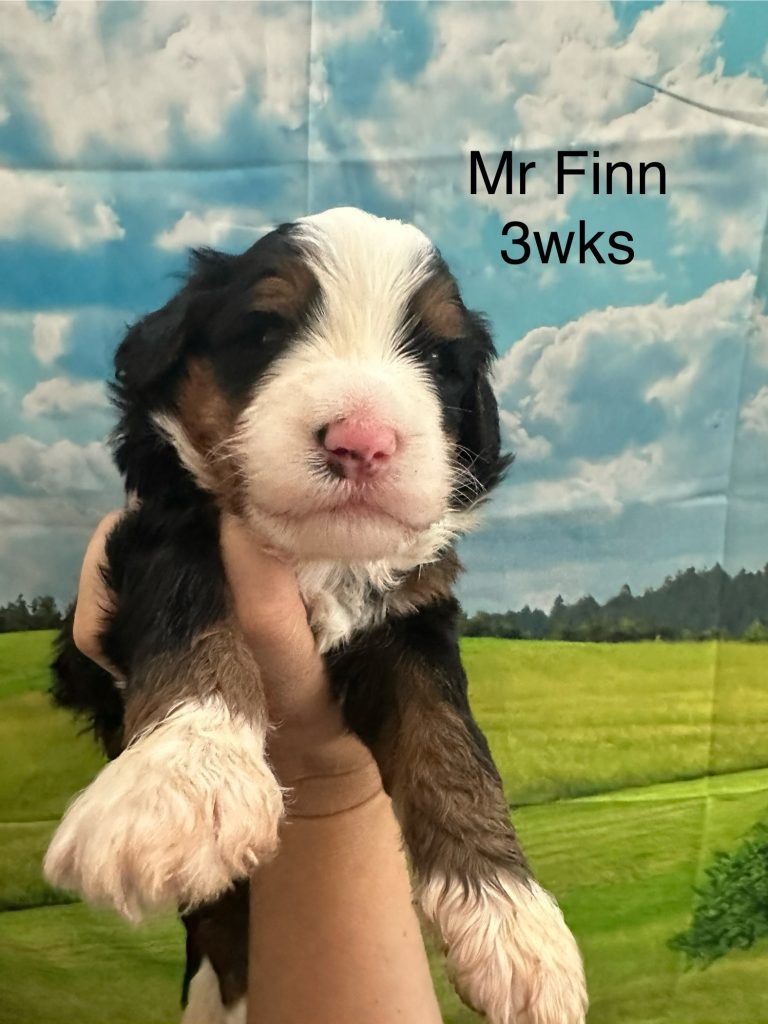 Bernedoodle puppy