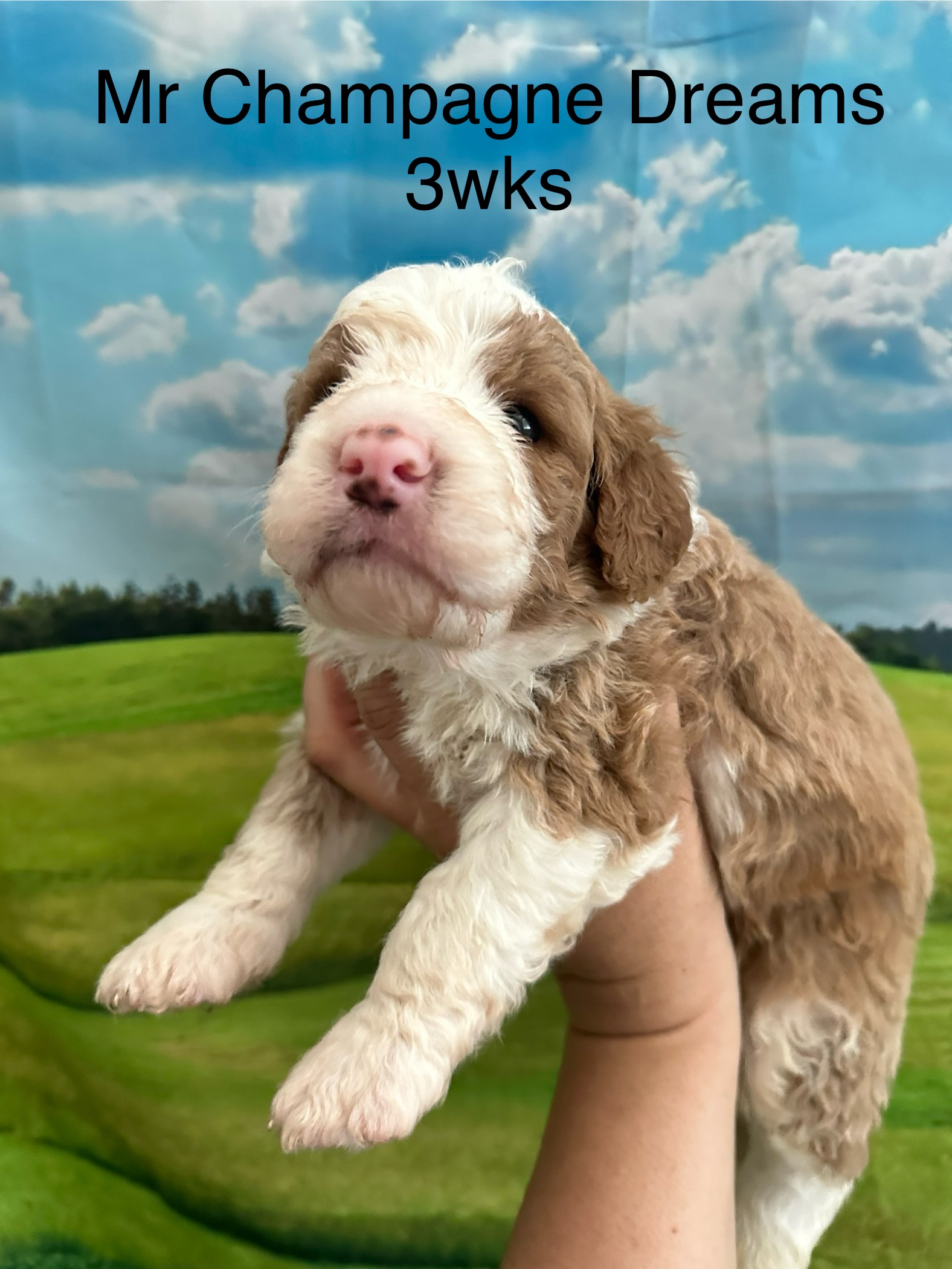 Bernedoodle puppy