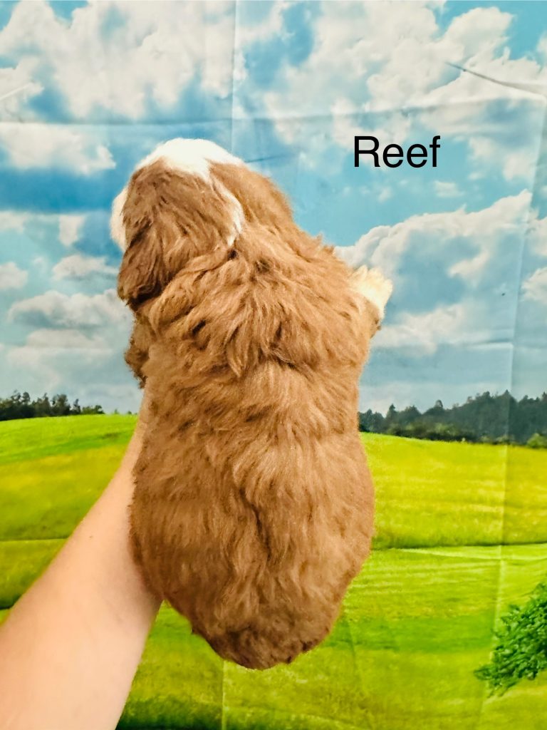 Bernedoodle puppy