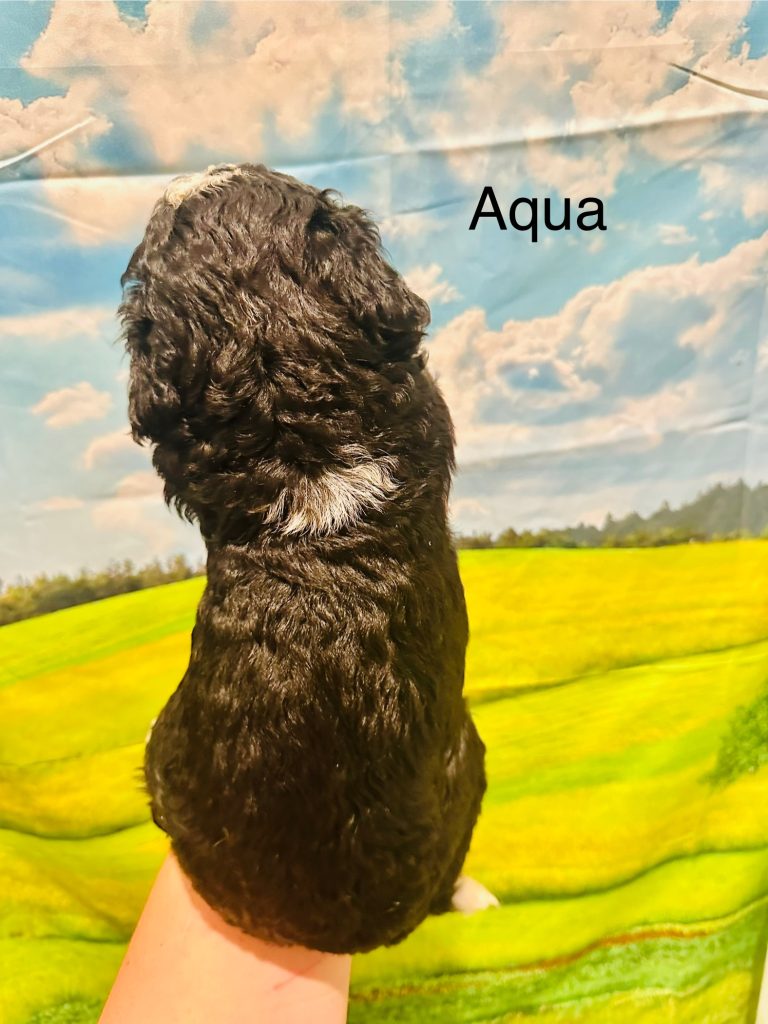 Bernedoodle puppy