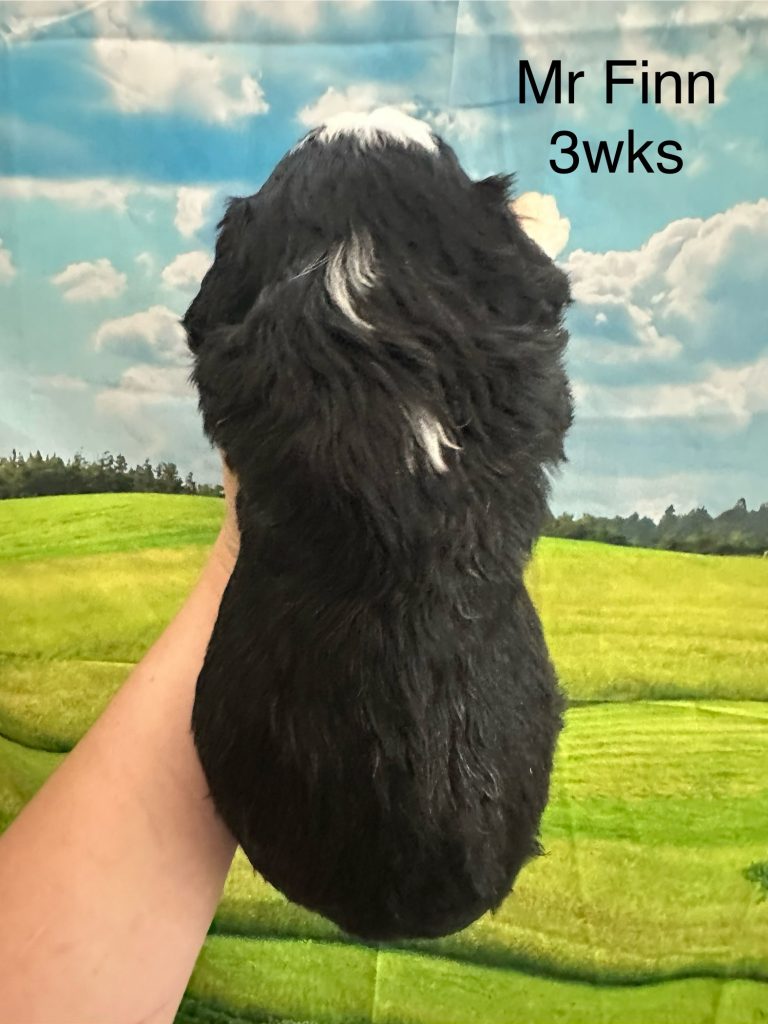 Bernedoodle puppy