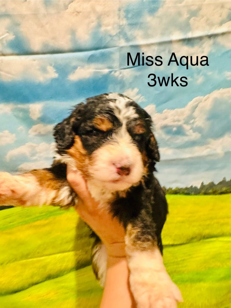 Bernedoodle puppy