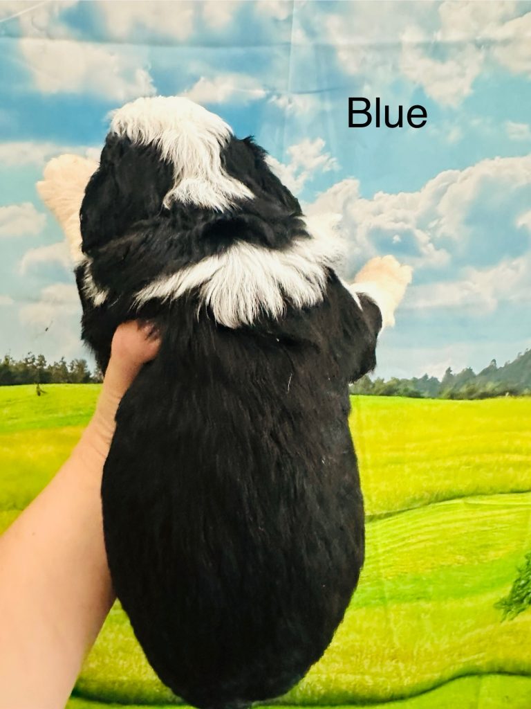Bernedoodle puppy