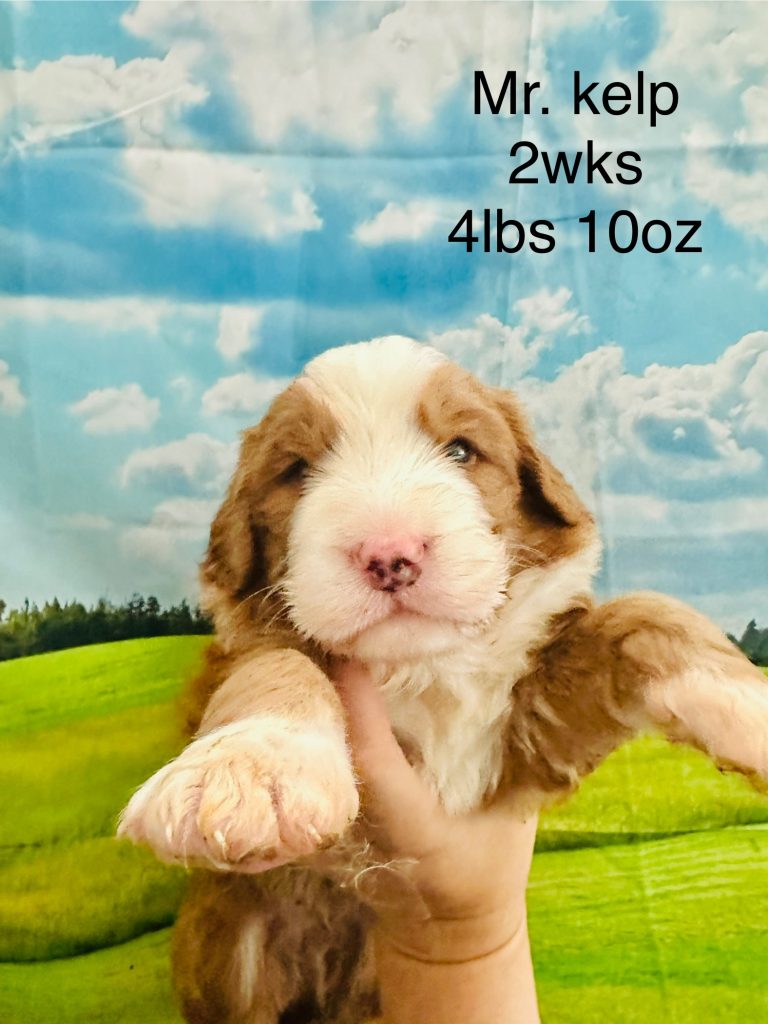 Bernedoodle puppy Sacramento