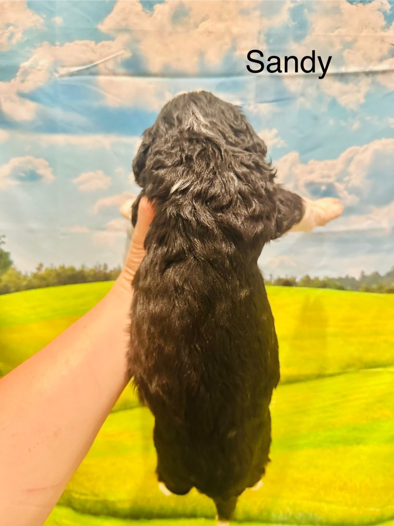 Bernedoodle puppy
