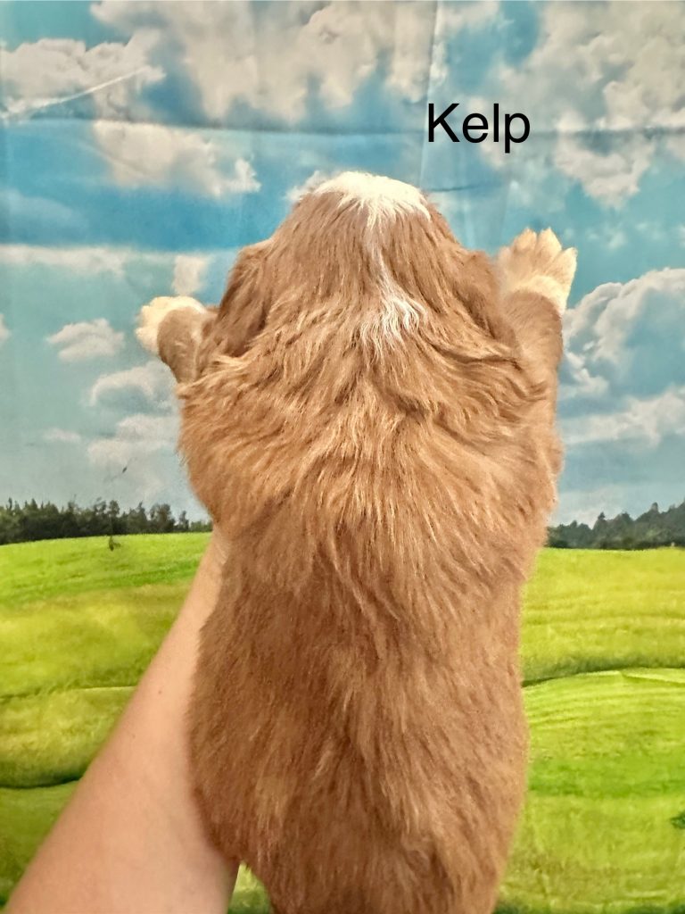 Bernedoodle puppy