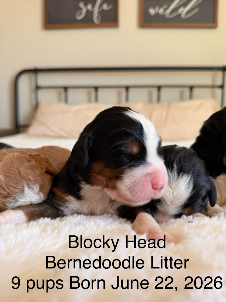 Blocky Head Bernedoodle
