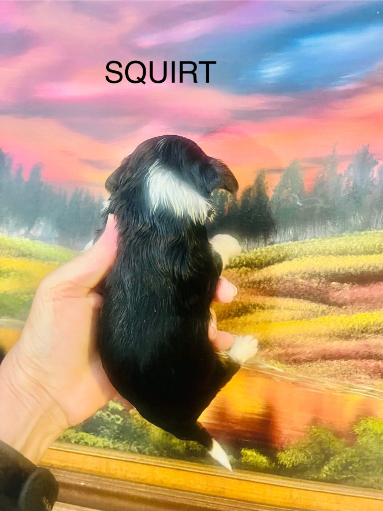 Tri-color Bernedoodle