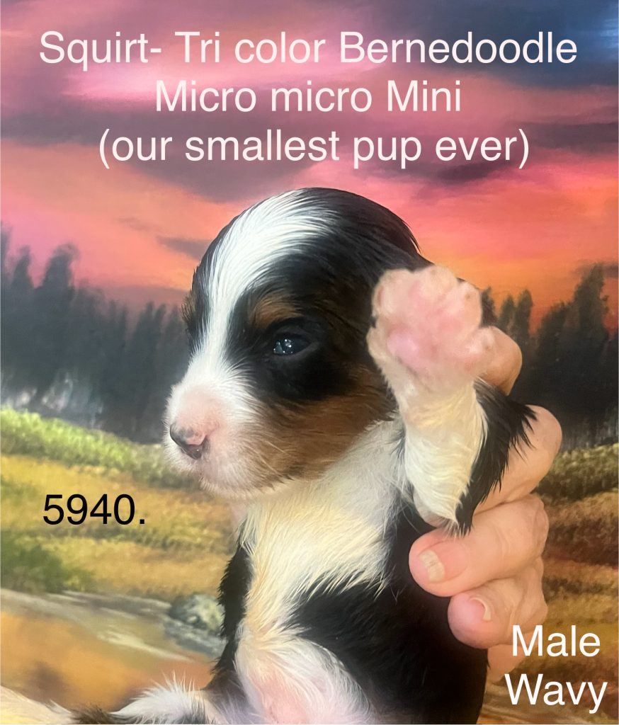 Tri-color Bernedoodle
