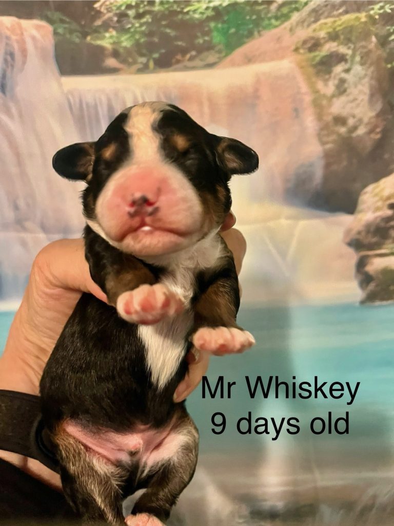 Mr Whiskey
