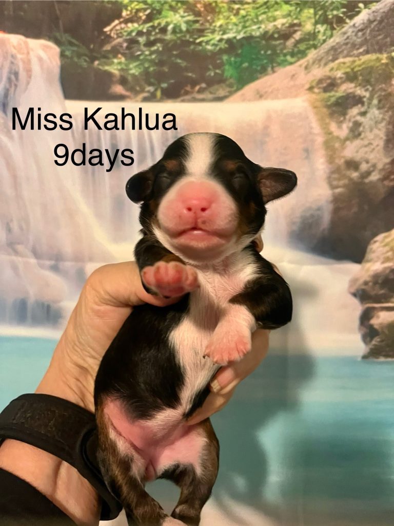 Miss Kahlua
