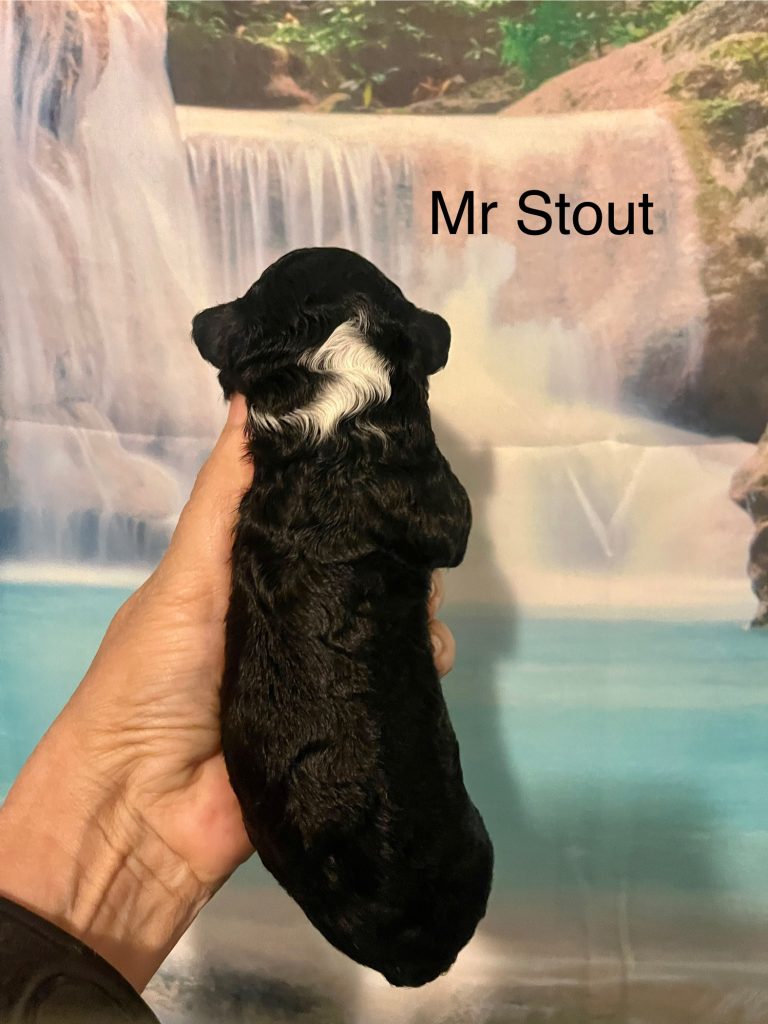 Mr Stout