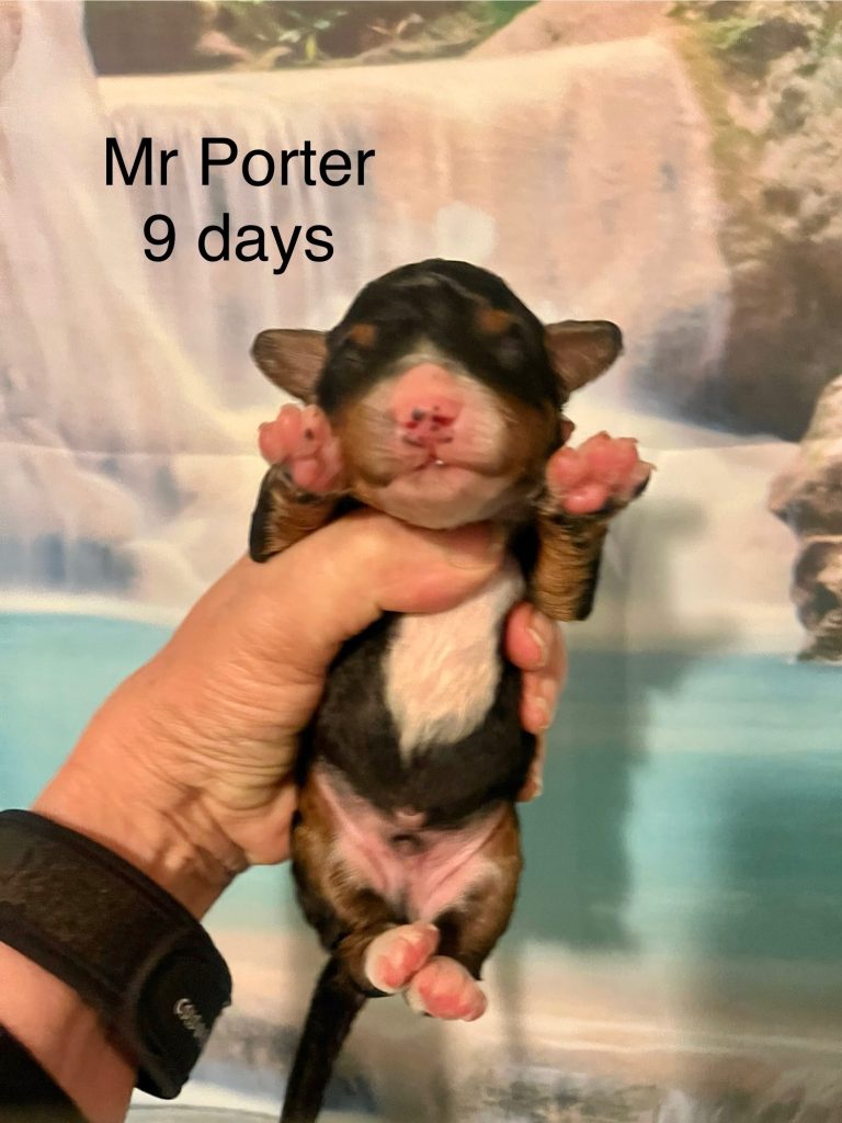 Mr Porter