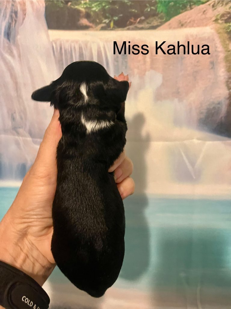 Miss Kahlua