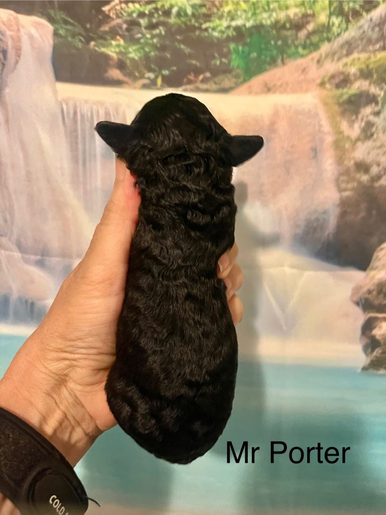 Mr Porter