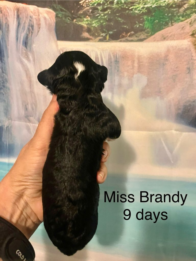 Miss Brandy