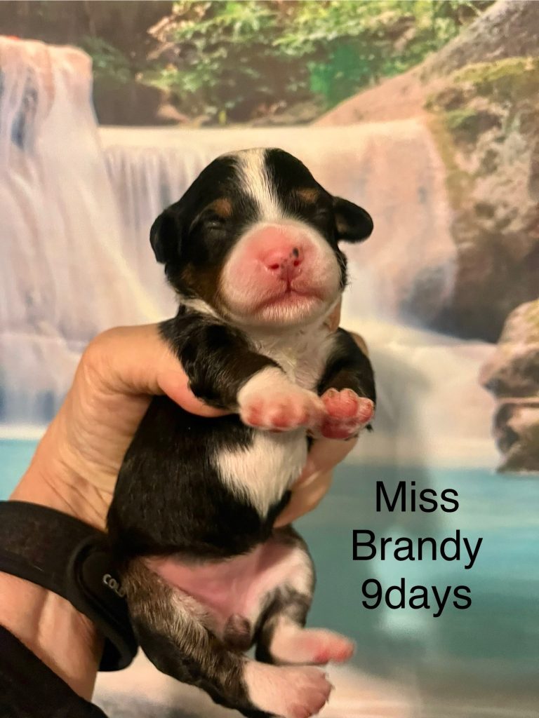 Miss Brandy