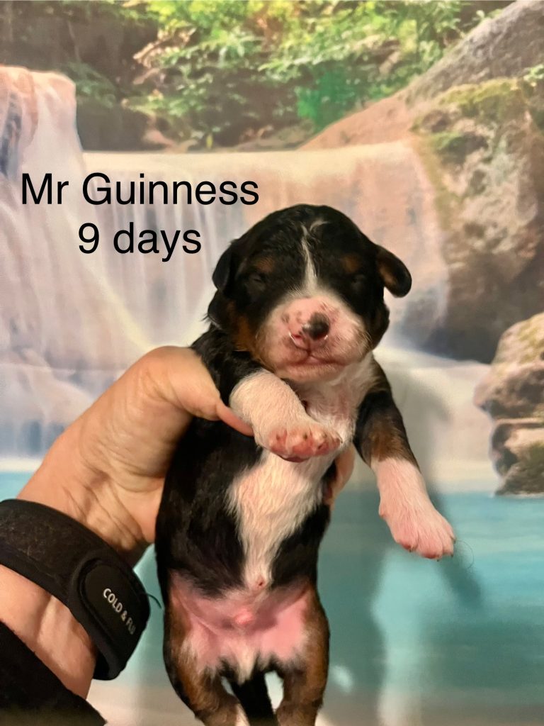 Mr Guiness
