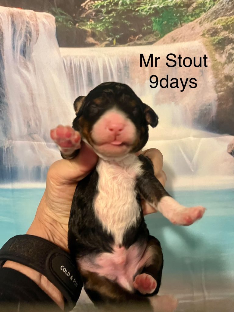Mr Stout
