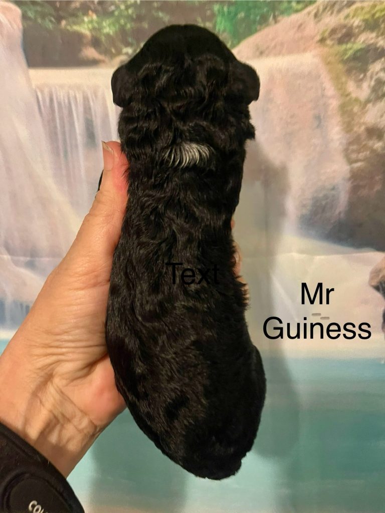Mr Guiness