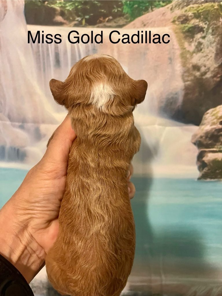 Miss Gold Cadillac