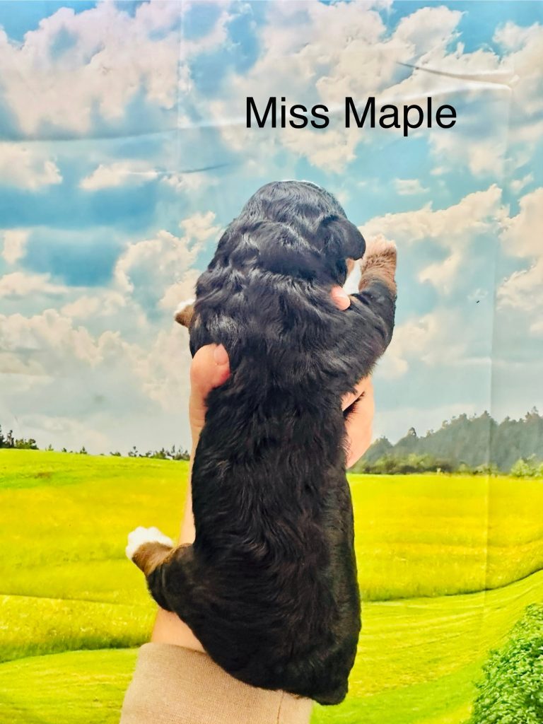MIss Maple