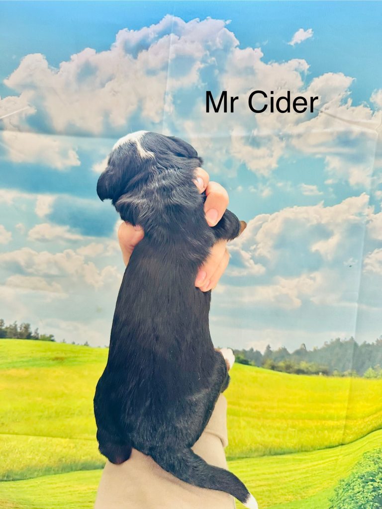 Mr Cider