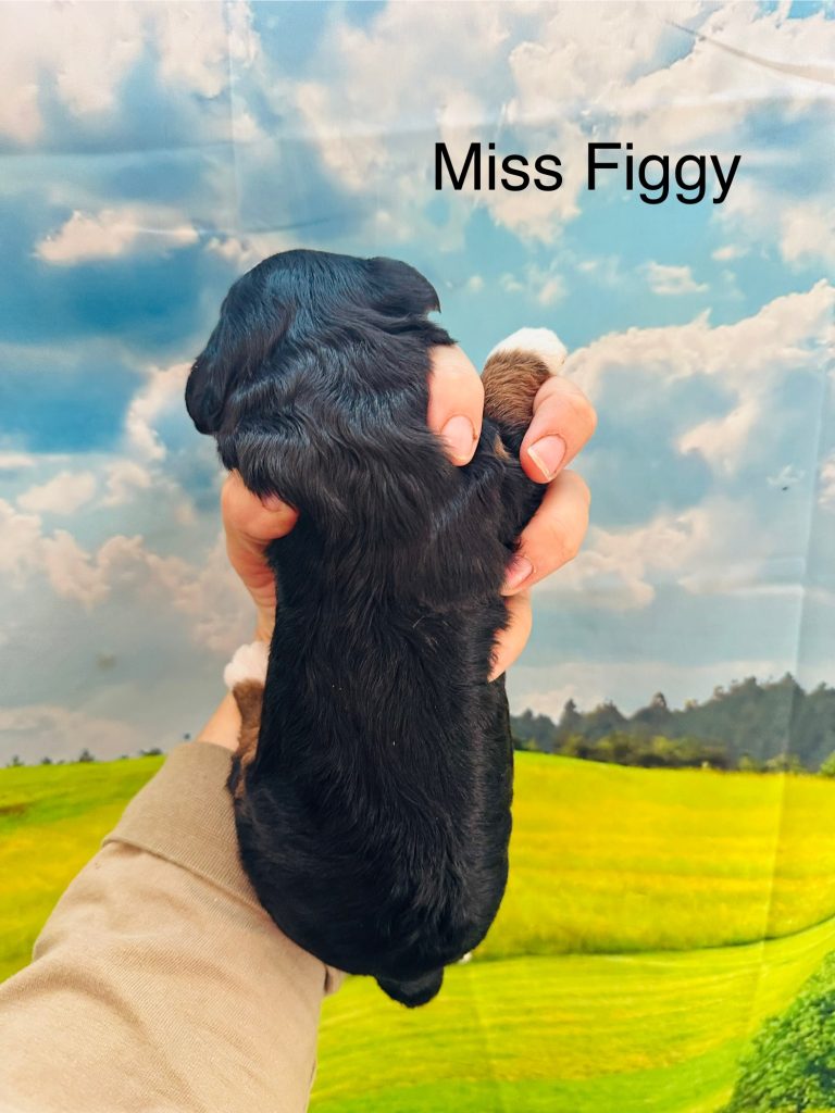 Miss Figgy