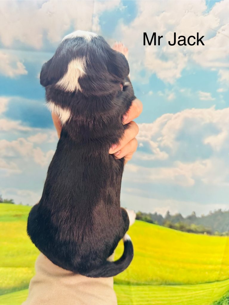 Mr Jack