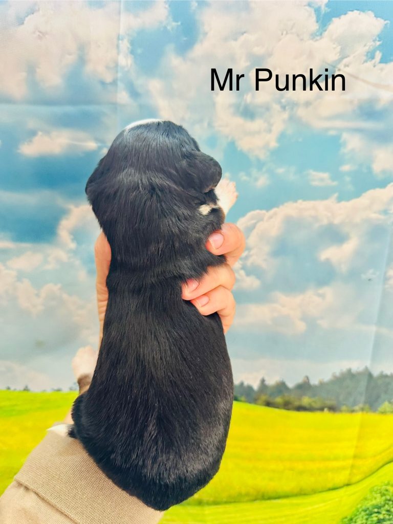 Mr Punkin