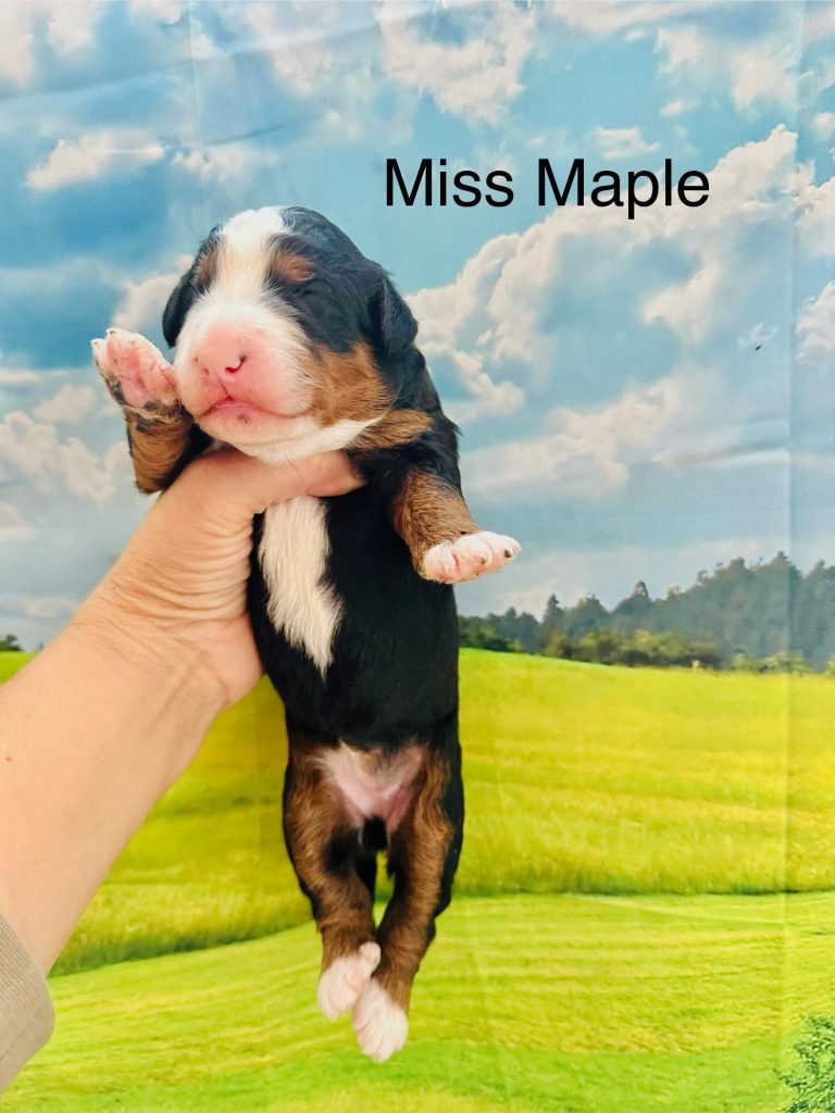 Miss Maple