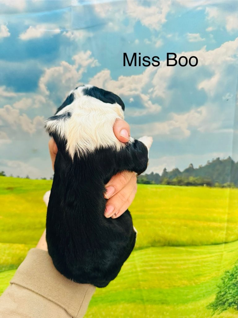 Miss Boo