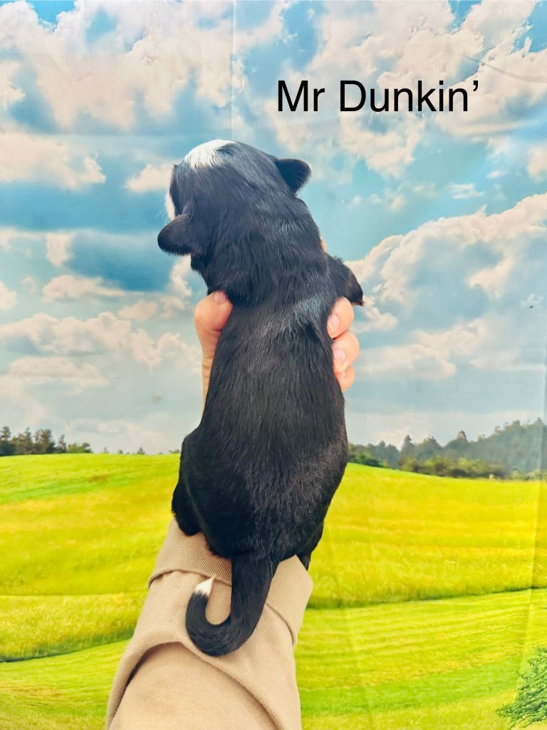 MR Dunkin