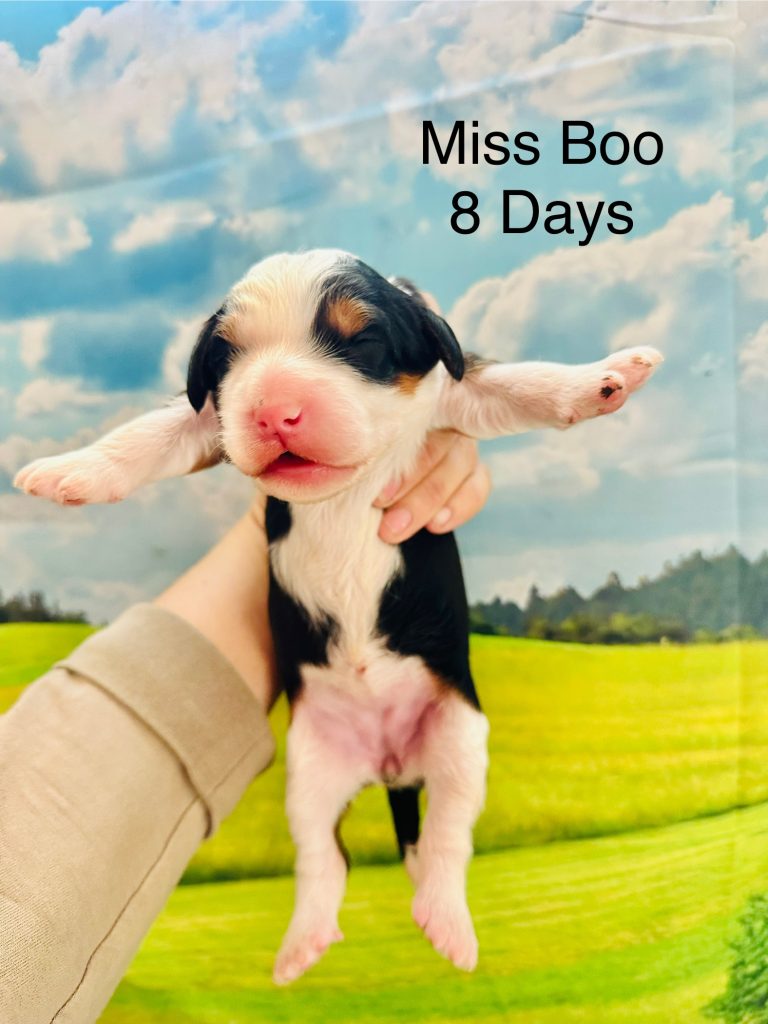 Miss Boo