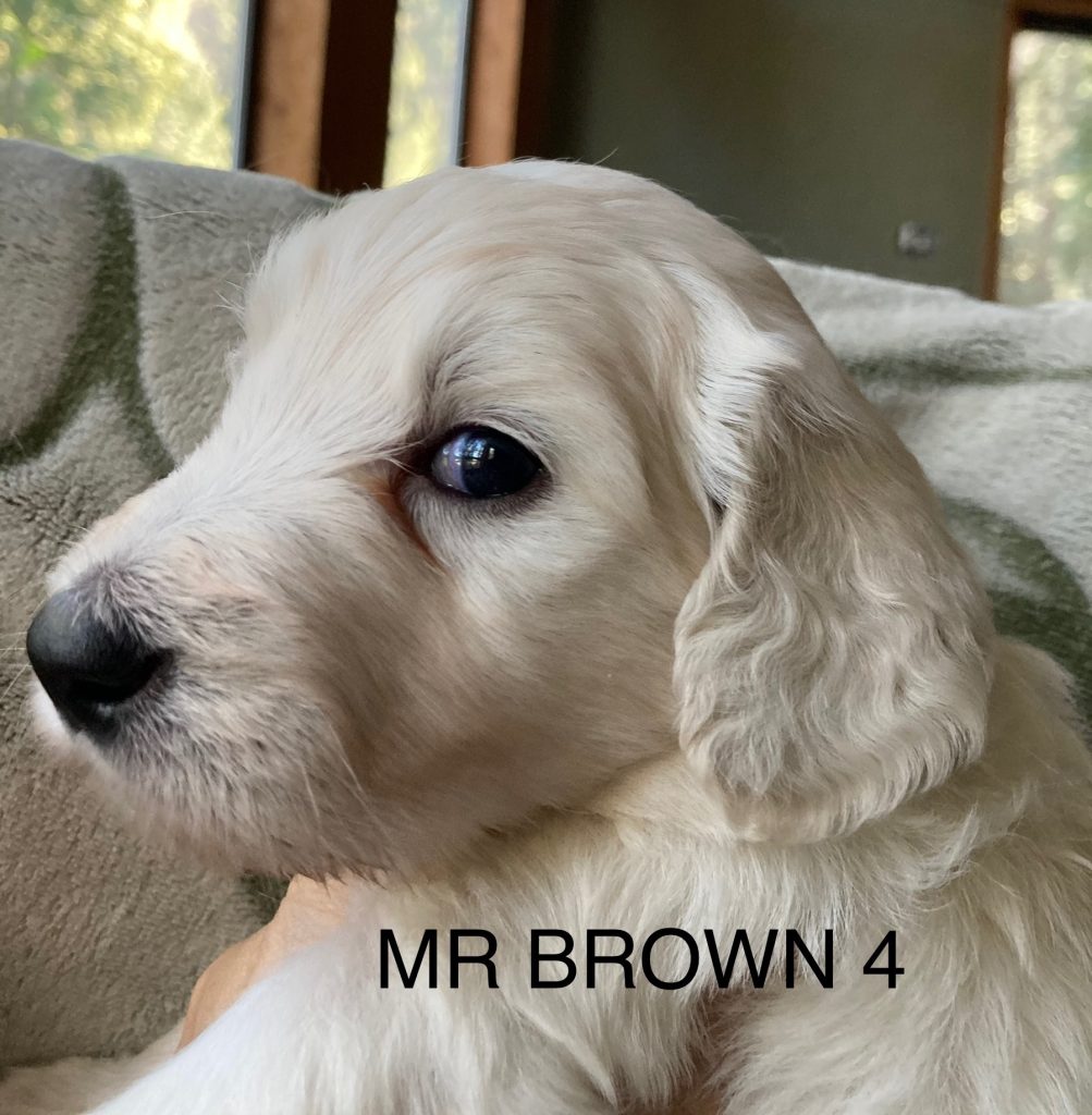 Mr brown 4