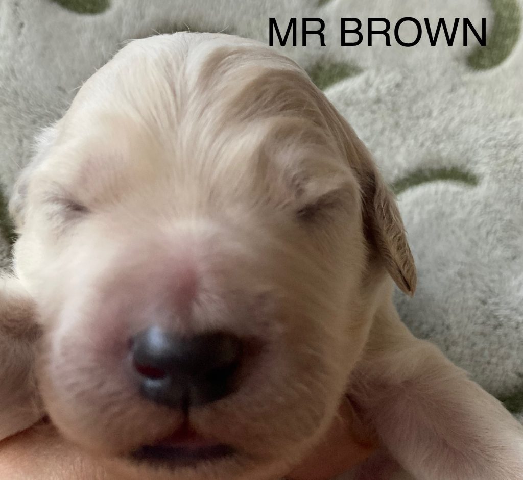 Mr Brown