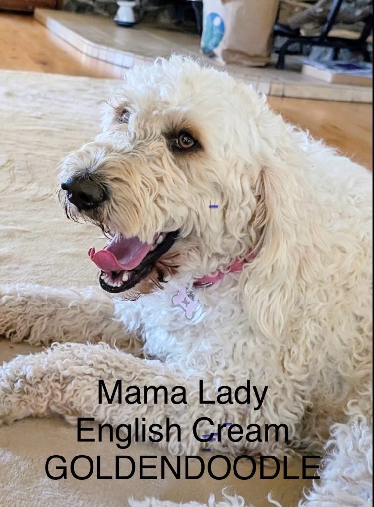 Mama Lady, English Cream, Goldendoodle