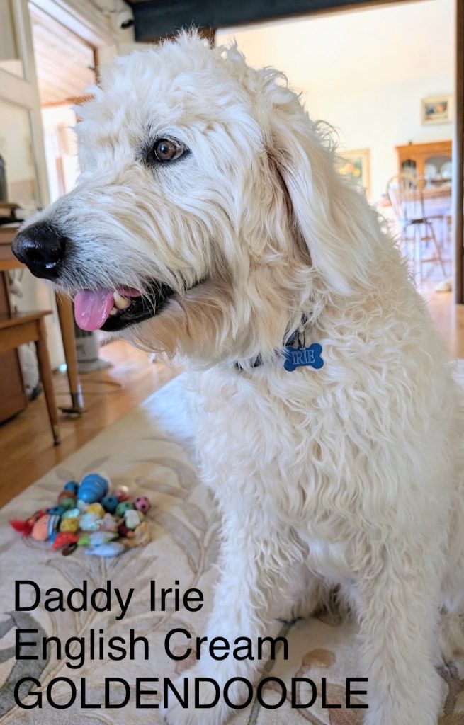 Daddy Irie, Englissh Cream, Goldendoodle