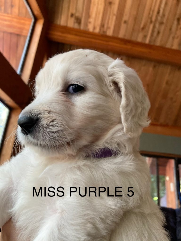 Bernedoodle puppies - MissPurple 5