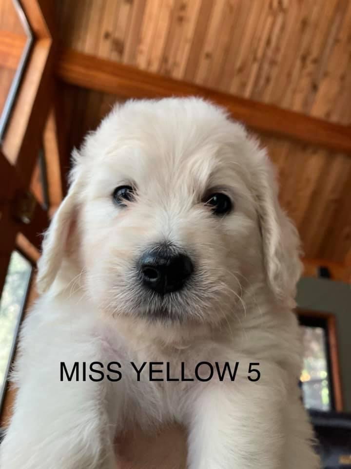 Bernedoodle puppies - Ms Yellow 5