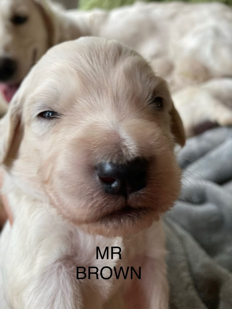 Mr Brown