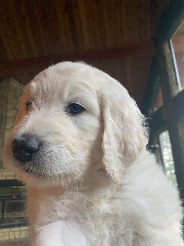 Bernedoodle puppy